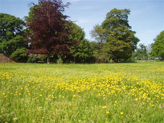 Buttercup meadow beside the barn